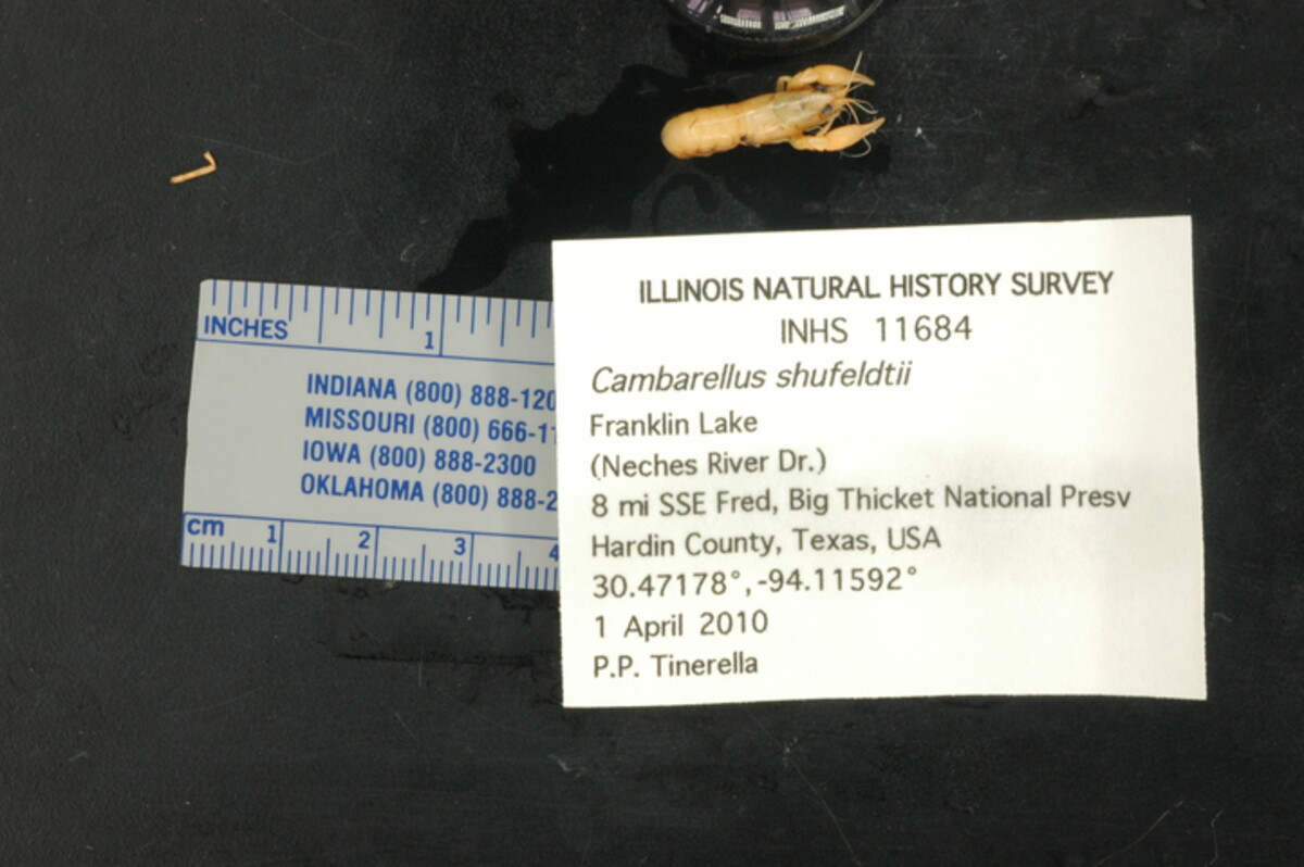 Cambarellus (Dirigicambarus) image